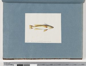 Pagina 30. Pesce non identificato da Unknown artist