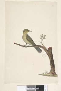 Pagina 31. Zosterops tenuirostris, 1791-92 da Unknown artist