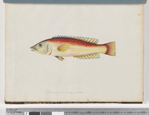 Pagina 31. Pesce non identificato da Unknown artist