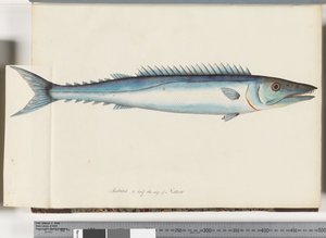 Pagina 32. Barracouta da Unknown artist