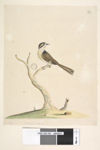 Pagina 32. Non identificato luglio, dimensione naturale. Per note sui tentativi di identificare questo uccello vedi Hindwood, K. A. Le pitture di uccelli di Sydney in The Australian Zoologist, v.XIII, parte 2, agosto, 1965, p. 86 da Unknown artist
