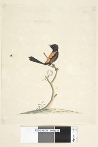 Pagina 33. Dimensione naturale. Scricciolo dal dorso rosso Malurus melanocephalus maschio, 1791-92 da Unknown artist