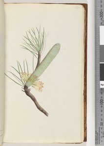 Pagina 33. Pianta, Banksia spinulosa da Unknown artist