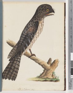 Pagina 33. Tawny Frogmouth. Gracile Goatsucker da Unknown artist