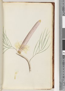 Pagina 34. Una Banksia da Unknown artist