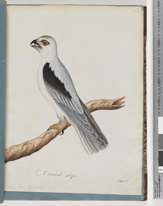 Pagina 35. Nibbio dalle spalle nere. Falco ascellare da Unknown artist