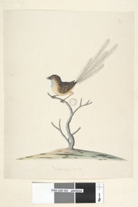 Emù, Scricciolo, maschio Stipiturus malachurus da Unknown artist