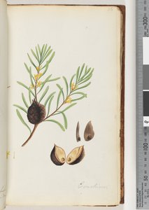 Pagina 36. Conchium da Unknown artist