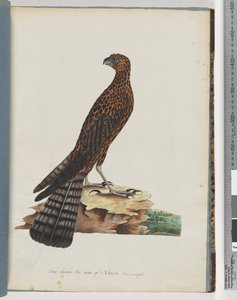 Pagina 36. Falco radiato da Unknown artist