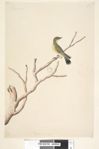 Pagina 36. Settembre. Spina gialla Acanthiza nana da Unknown artist
