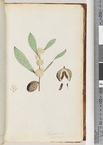 Pagina 37. Conchium nervosum da Unknown artist
