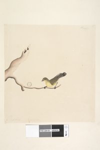 Pagina 37. Acanthiza nana, 1791-92 da Unknown artist
