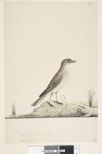 Pagina 38. Pipit Anthus australis, 1791-92
