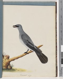 Pagina 38. Uccello non identificato, probabilmente un grande lanius da Unknown artist