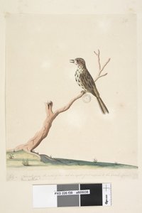 Pagina 39. Fringilla. lungo il bordo inferiore in una mano diversa luglio, dimensione naturale. Il canto di questo uccello è pari se non superiore a quello del Fanello inglese Speckled Warbler Chthonicola sagittata, 1791-92 da Unknown artist