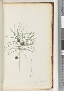 Pagina 39. Schraderia / Persoonia da Unknown artist
