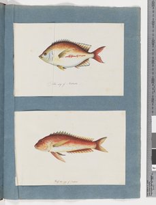 Pesce non identificato da Unknown artist