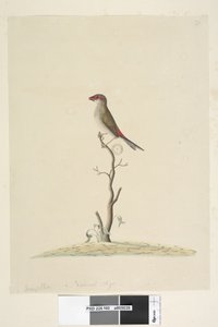 Fringilla. Diamante codalunga Stagonopleura guttata da Unknown artist