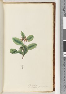 Pagina 40. Persoonia / Schraderia ferruginea da Unknown artist