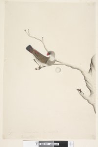Pagina 41. Fringilla. sopra il titolo in altra mano giugno. Dimensione naturale. Iride dubbia. Diamante codafiamma Stagonopleura guttata, immaturo, 1791-92 da Unknown artist