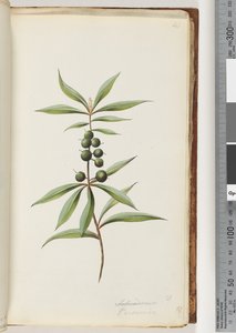 Pagina 41. Schraderia? / Persoonia da Unknown artist