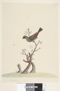 Pagina 42. Stagonopleura guttata, 1791-92 da Unknown artist