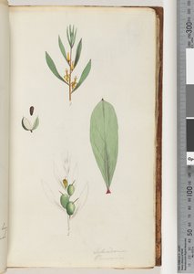 Pagina 42. Schraderia / Persoonia da Unknown artist