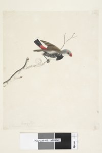 Fringilla. Diamante codalunga Stagonopleura guttata da Unknown artist