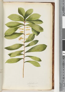 Pagina 43. Schraderia / Persoonia da Unknown artist