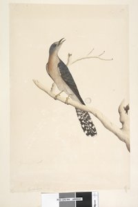 Cuculus. Cuculo ventaglio Cacomantis pyrrhophanus, maschio da Unknown artist