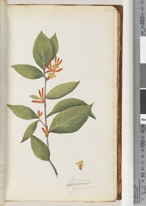 Pagina 44. Persoonia / Schraderia ferruginea da Unknown artist
