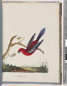 Pagina 45. Rosella Cremisi. Pappagallo di Pennant da Unknown artist