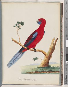 Pagina 46. Rosella cremisi. Pappagallo di Pennant