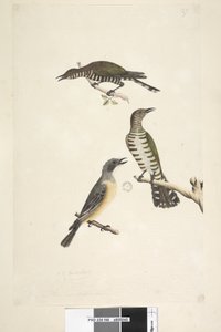 Pagina 46. Cuculus. lungo il bordo inferiore in altra mano questi uccelli disegnati a dimensione naturale. I primi due uccelli sono cuculi bronzati dorati, il terzo è un fischiatore rugginoso Lamprococcyx plagosus Chrysococcyx lucidis, 1791-92 da Unknown artist