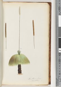 Pagina 46. Xanthorrhoea Hastile Albero d