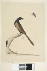 Pagina 47. Centropus phasianinus, 1791-92 da Unknown artist