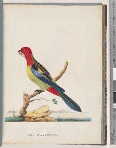 Pagina 47. Rosella Orientale. Pappagallo Nonpareil da Unknown artist