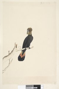 Pagina 48. Cacatua nero lucido Calyptorhynchus lathami, femmina da Unknown artist