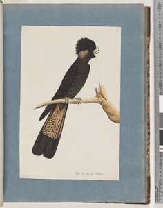 Pagina 48. Cacatua nero dalla coda gialla. Pappagallo di Banks da Unknown artist