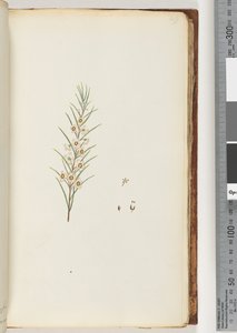 Pagina 49. Pianta non identificata