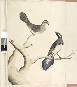Pagina 4. Turdus. in una mano diversa Disegnato a grandezza naturale essendo gli unici due del genere finora visti nella Colonia, Giugno 1792 Quaglia Macchiata Cinclosoma punctatum
