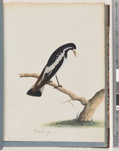 Pagina 50. Gazza-lark. Corvus cyanoleucos da Unknown artist