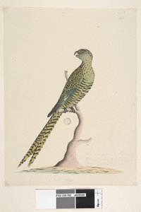 Pagina 50. Questo è un pappagallo di terra e non va mai su un albero o molto raramente. al centro inferiore in altra mano dimensione naturale. Pappagallo di terra Pezoporus wallicus, 1791-92 da Unknown artist