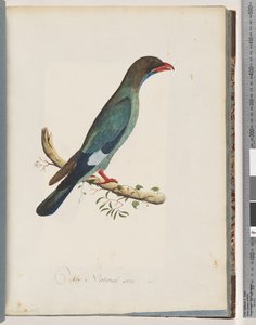 Pagina 51 Dollarbird. Coracius orientalis da Unknown artist