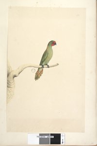 Pagina 51. Glossopsitta pusilla, 1791-92