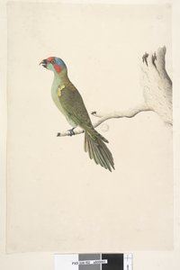 Lorichetti muschiato Glossopsitta concinna da Unknown artist