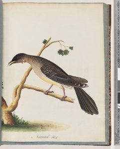 Pagina 55. Uccello Rosso. Merops carunculatus da Unknown artist