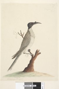 Pagina 55. Noisy Friarbird Philemon corniculatus, 1791-92 da Unknown artist