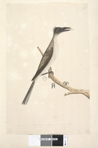 Pagina 57. Gennaio. Supposto giovane uccello Philemon corniculatus da Unknown artist