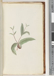 Pagina 57. Pianta non identificata da Unknown artist